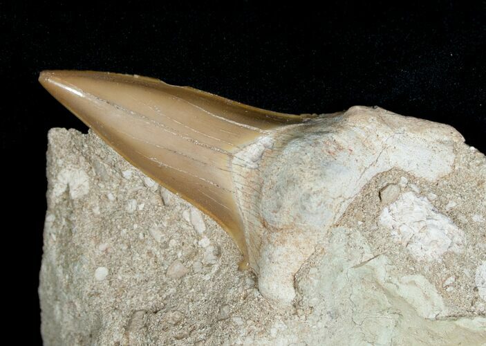 Otodus Shark Tooth Fossil In Matrix #6385